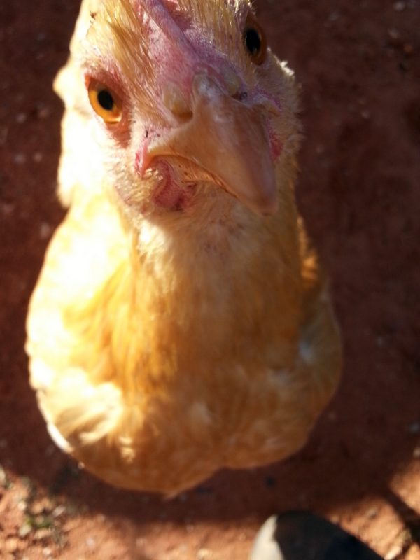 A Buff Orpington hen at copperandglass Homestead.
